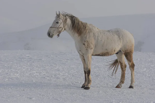 Witte Bruine Paarden Galopperen Bergen Sneeuw Een Kudde Paarden Galoppeert — Stockfoto