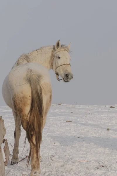 white and brown horses gallop in the mountains in the snow. a herd of horses galloping through the snow in the mountains