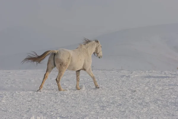 white and brown horses gallop in the mountains in the snow. a herd of horses galloping through the snow in the mountains