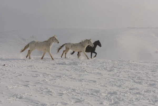 Weiße Und Braune Pferde Galoppieren Den Bergen Schnee Eine Herde Stockfoto