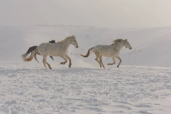 Weiße Und Braune Pferde Galoppieren Den Bergen Schnee Eine Herde lizenzfreie Stockbilder