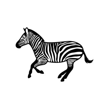 Beyaz arkaplanda izole edilmiş grafik zebra, Vektör illüstrasyonu, Şablon