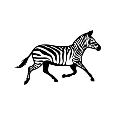 Beyaz arkaplanda izole edilmiş grafik zebra, Vektör illüstrasyonu, Şablon