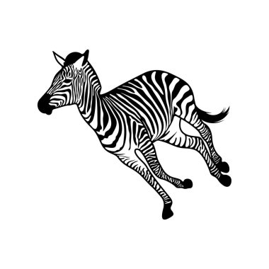 Beyaz arkaplanda izole edilmiş grafik zebra, Vektör illüstrasyonu, Şablon