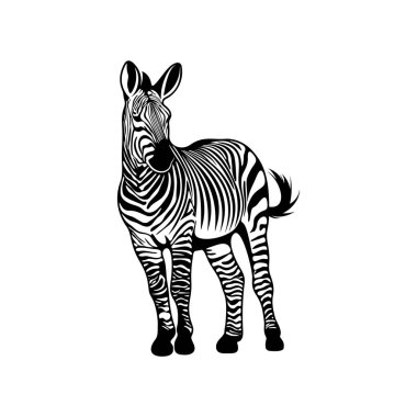 Beyaz arkaplanda izole edilmiş grafik zebra, Vektör illüstrasyonu, Şablon