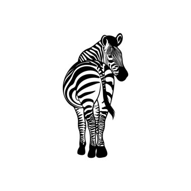 Beyaz arkaplanda izole edilmiş grafik zebra, Vektör illüstrasyonu, Şablon