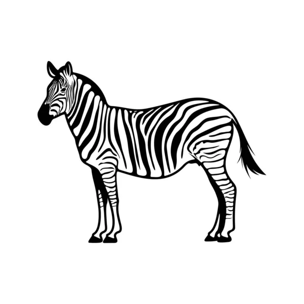Grafisches Zebra Isoliert Auf Weißem Hintergrund Vektorillustration Vorlage — Stockvektor