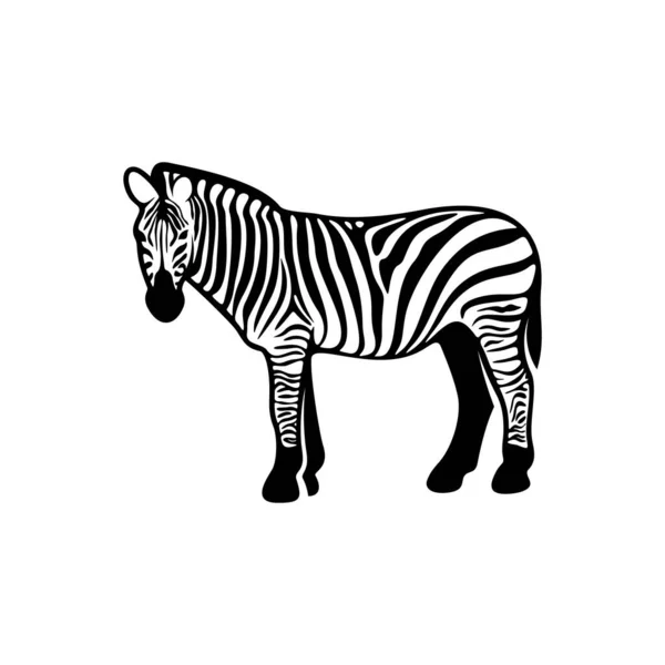 Grafisches Zebra Isoliert Auf Weißem Hintergrund Vektorillustration Vorlage — Stockvektor