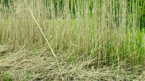 Dünne Zweige Aus Getrocknetem Hohen Gras Hintergründe Texturen — Stockfoto