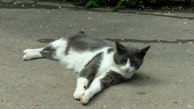 Gri evcil bir kedi kaldırımda uyuyor.