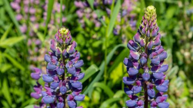 Mor lupinler bulanık arkaplanla kapatılıyor