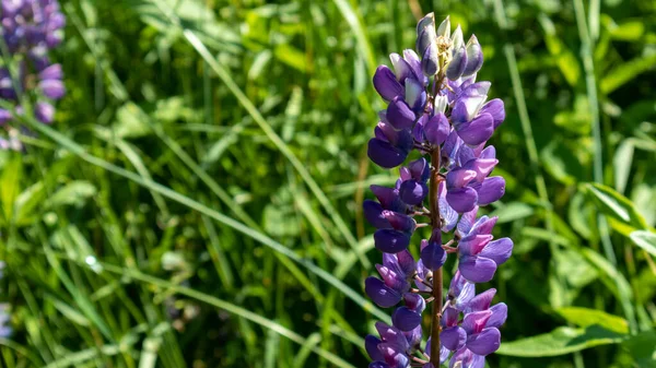 Lupins Violets Rapprochés Avec Fond Flou — Photo