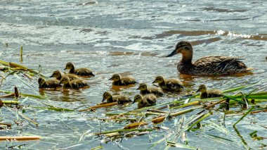 Anne ördek ve küçük ördekler nehirde