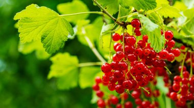 Bir dala asılı olgun kırmızı frenk üzümü kümeleri, yemek arkaplanları, makro fotoğrafçılık.