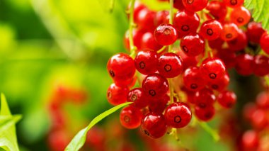 Bir dala asılı olgun kırmızı frenk üzümü kümeleri, yemek arkaplanları, makro fotoğrafçılık.