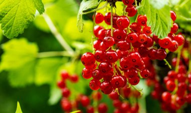 Bir dala asılı olgun kırmızı frenk üzümü kümeleri, yemek arkaplanları, makro fotoğrafçılık.