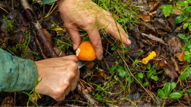 Mantar toplayıcı küçük bir mantarı bıçakla keser, yumuşak odaklanır.