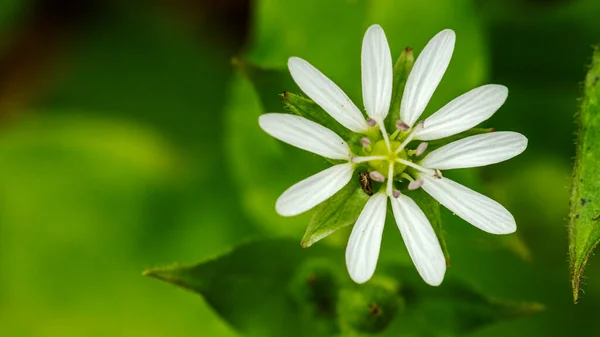Bílá Květina Zblízka Makro Fotografie Měkké Ostření — Stock fotografie