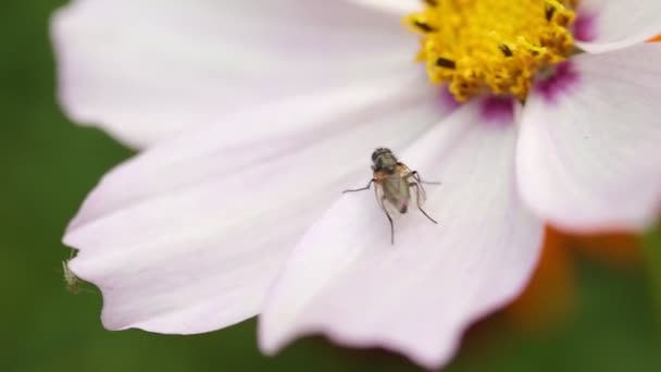 Latać Czołgając Się Biały Kwiat Makro Fotografii Miękkie Skupienie — Wideo stockowe