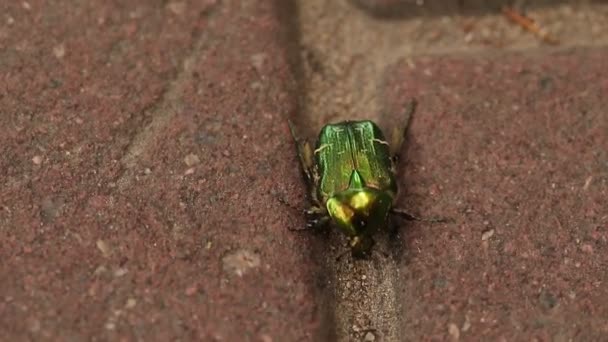 Escarabajo Verde Dorado Arrastrándose Sobre Asfalto Macrofotografía Enfoque Suave — Vídeo de stock