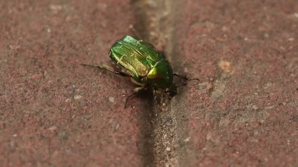 Asfalt Üzerinde Sürünen Altın Yeşil Böcek Makro Fotoğrafçılık Yumuşak Odak — Stok video