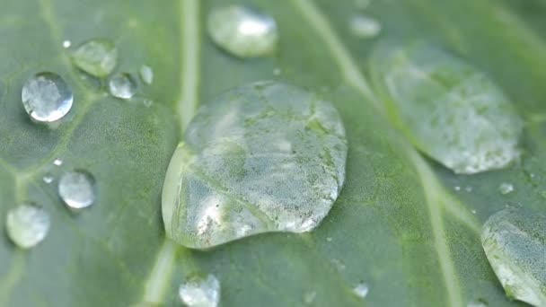 Drop Water Cabbage Leaf Shuddering Wind Macro Photography Soft Focus — Stock Video