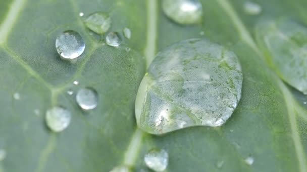 Drop Water Cabbage Leaf Shuddering Wind Macro Photography Soft Focus — Stock Video