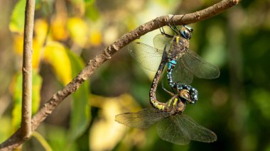 Bir dalda çiftleşen iki yusufçuk, makro fotoğrafçılık, yumuşak odak