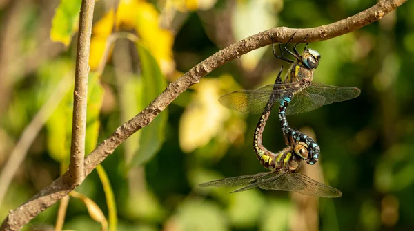 Two Mating Dragonflies Branch Macro Photography Soft Focus — Stock Photo, Image