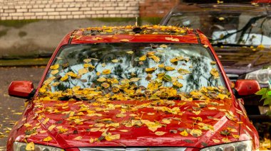 Kırmızı bir arabanın ön camına düşmüş sarı yapraklar.