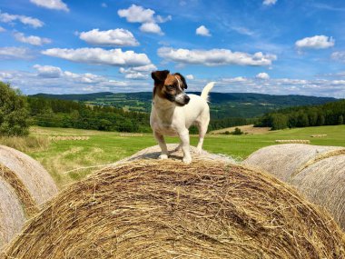 Samanlıkta tatlı bir Jack Russell Terrier.