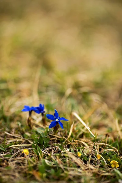 Vad Virágzó Tavasz Gentian — Stock Fotó