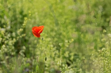 single flower of a Papaver rhoeas surrounded by green grass