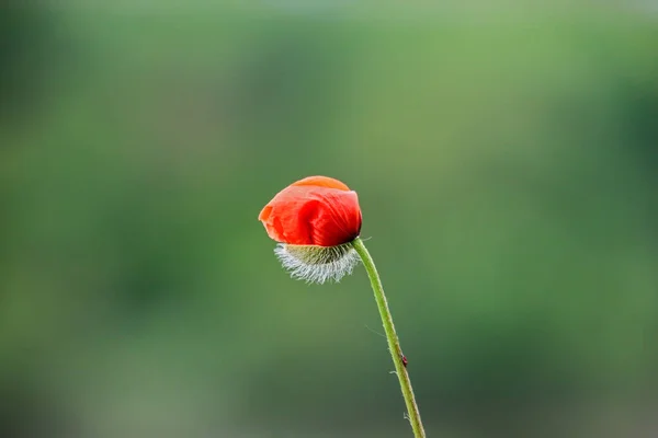 Red Poppy Just Blooming Isolated Front Green Blurry Background — Stock Fotó