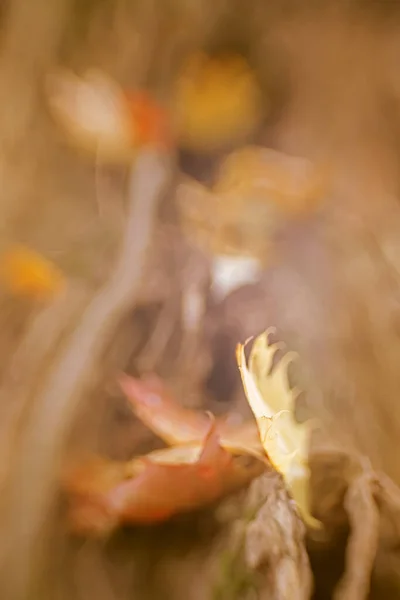 Herbstblätter Abstrakte Bildende Kunst Fotografie — Stockfoto