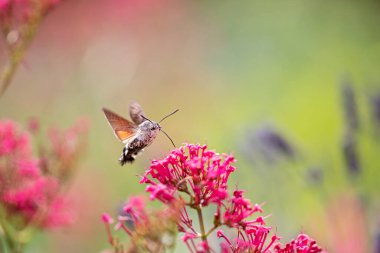 Geniş kenarlı arı şahin güvesi uçarken kırmızı kediotu çiçeğinden besleniyor.