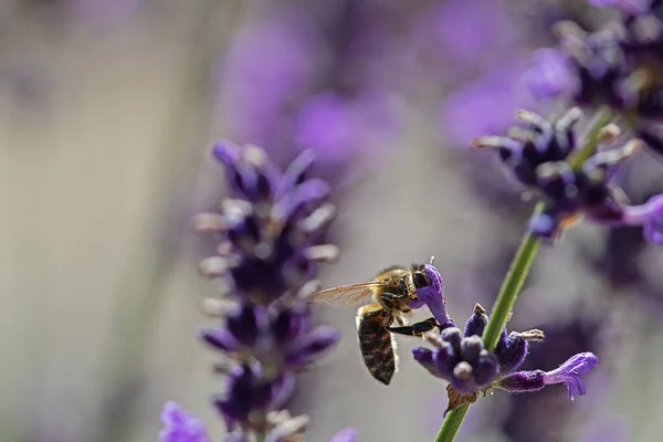 Бджола Їсть Розквіту Лаванди Ліцензійні Стокові Зображення