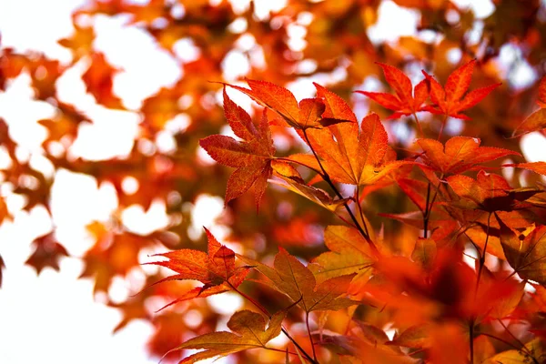 Pohled Podzimní Barevný Mramorový Strom Proti Obloze — Stock fotografie