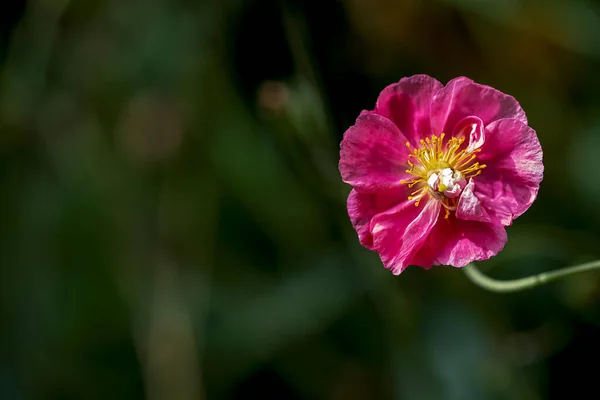 Rózsaszín Virágos Növény Sárga Állvánnyal Kép Jobb Oldalán Sok Hely — Stock Fotó