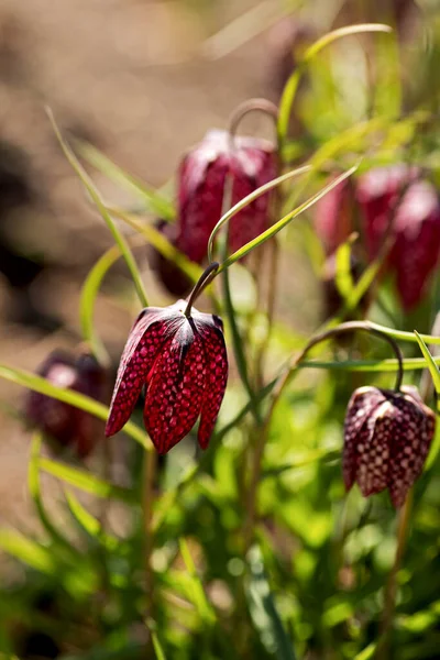 Bello Fritillaria Meleagris Fiore Dell Anno 1993 — Foto Stock