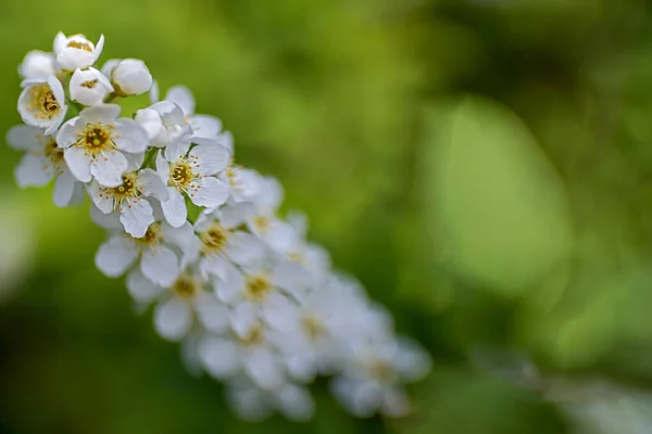 Bílé Květy Ovocného Stromu Sprinu Před Rozmazaným Zeleným Pozadím — Stock fotografie