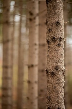 İnce ladin gövdeleri, sert kabukları ve kozalaklı ormanlarda delikleri var.