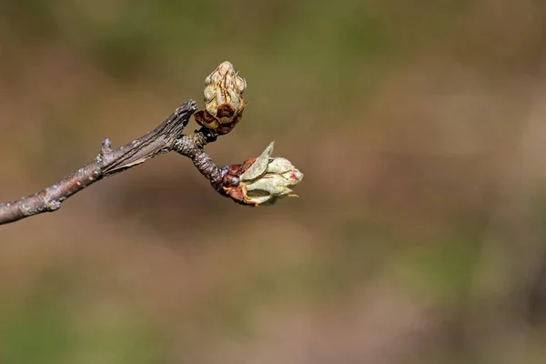 Pequeña Rama Árbol Frutal Con Flores Aún Cerradas Primavera — Foto de Stock