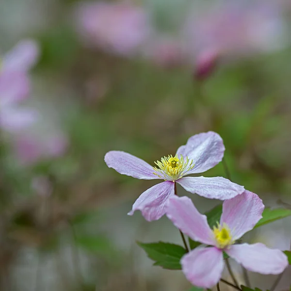 Drömmande Bild Blommorna Clematis Montana — Stockfoto