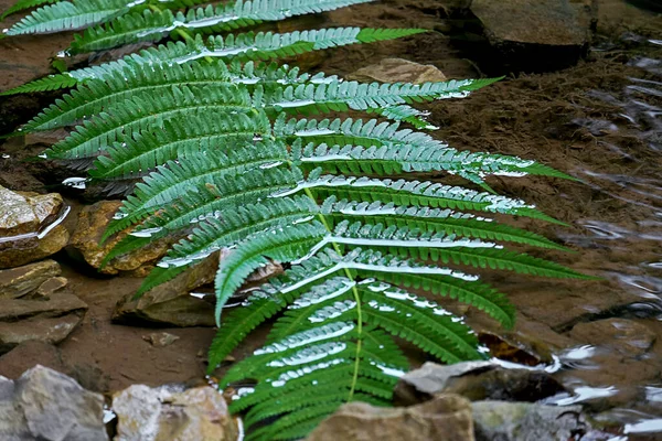 Hoja Helecho Verde Lavada Por Agua Pequeño Arroyo —  Fotos de Stock