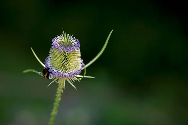 Çiçekler Baş Dipsacus Fullonum Sığ Alan Derinliği Stok Fotoğraf