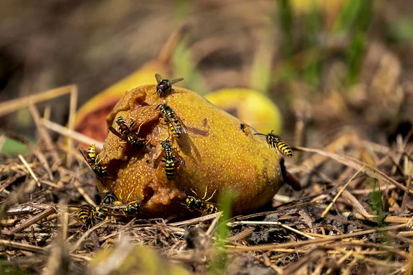 Talih Meyvesi Eşek Arıları Sinekler Için Lezzetli Yiyecekler Telifsiz Stok Imajlar