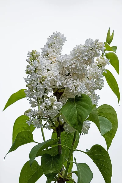 Lila Común Con Delicadas Flores Blancas Delante Fondo Blanco —  Fotos de Stock