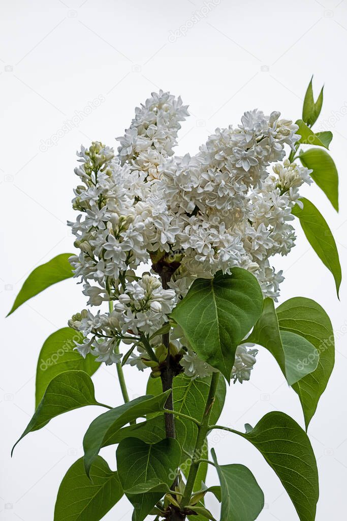 common lilac with white delicate flowers in front of white background