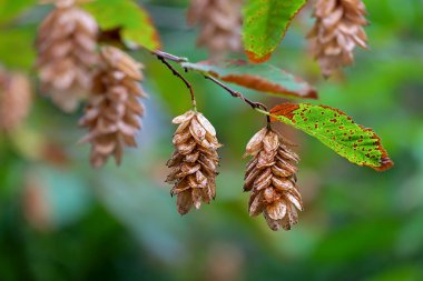 Ostrya Karpinifolia, Avrupa 'nın hoplayıp zıplayan ışını.